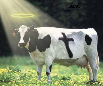 Holy cow! on Make a GIF